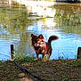 animal, brown_dog, canine, chihuahua, dog, ears, fur, grass, leaf, nature, outdoor, peaceful, pet, river, shadow, small_dog, sunlight, tail, tree, water