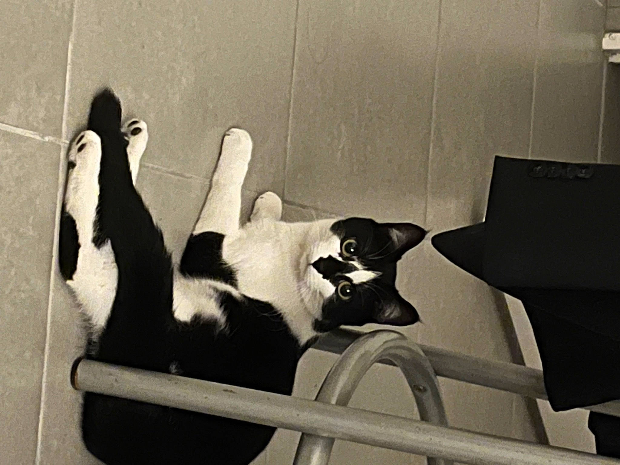 Symphonie a rejoint le concours — aidez-le/la à gagner de superbes lots ! black_and_white, carnivore, comfort, companion_dog, couch, eyewear, felidae, goggles, human_leg, monochrome, monochrome_photography, rectangle, room, sitting, small_to_medium_sized_cats, style, sunglasses, tail, tints_and_shades, whiskers