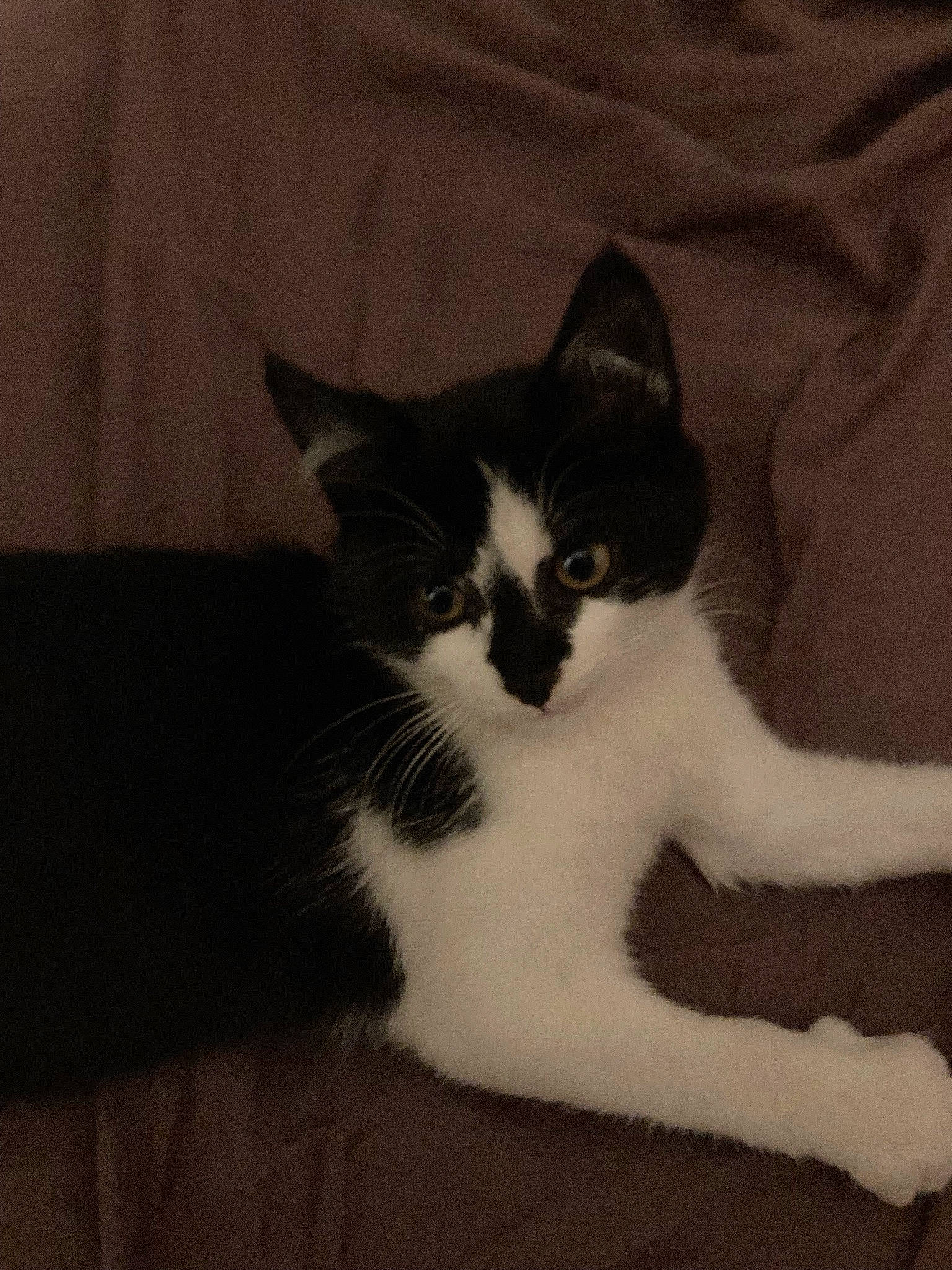 Symphonie participe au concours pour gagner de l'argent avec cette photo : carnivore, cat, claw, comfort, domestic_short_haired_cat, felidae, foot, fur, grey, hair, head, human_leg, paw, sitting, small_to_medium_sized_cats, snout, tail, tree, whiskers, wood