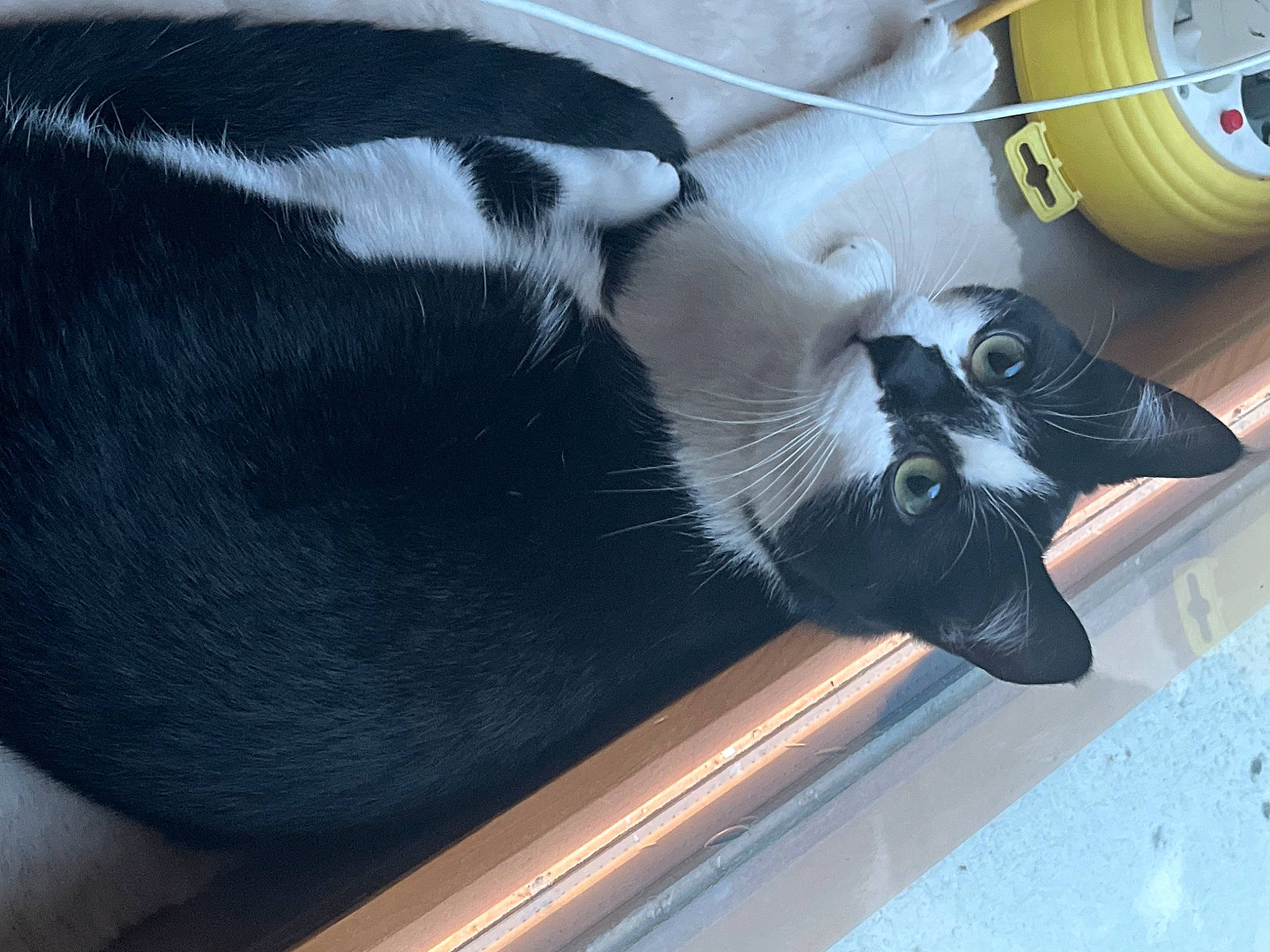 Symphonie participe au concours pour gagner de l'argent avec cette photo : auto_part, automotive_exterior, canidae, carnivore, cat, claw, comfort, companion_dog, dog_breed, felidae, foot, fur, human_leg, paw, small_to_medium_sized_cats, snout, sporting_group, tail, toy, whiskers