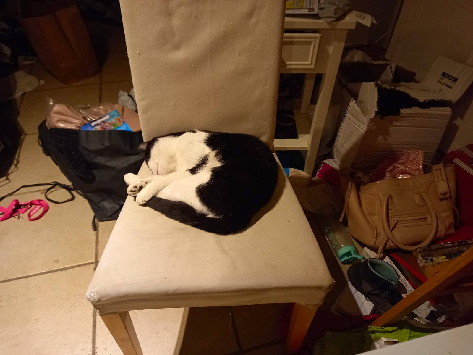 Symphonie participe au concours pour gagner de l'argent avec cette photo : bag, box, cardboard, carnivore, cat, cat_supply, chair, comfort, companion_dog, domestic_short_haired_cat, felidae, fur, hardwood, luggage_and_bags, shipping_box, small_to_medium_sized_cats, table, tail, whiskers, wood