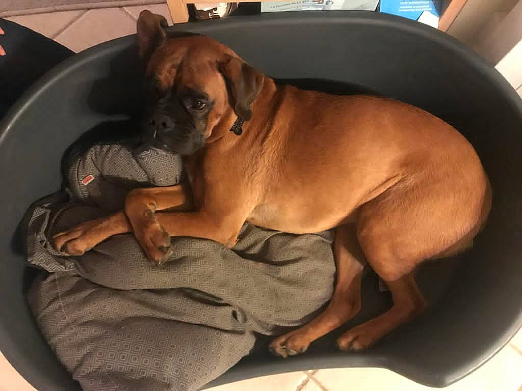 Cooper a rejoint le concours — aidez-le/la à gagner de superbes lots ! boxer, canidae, carnivore, collar, comfort, companion_dog, dog, dog_breed, dog_collar, dog_supply, fawn, hardwood, liver, non_sporting_group, paw, pet_supply, snout, sporting_group, tail, working_animal