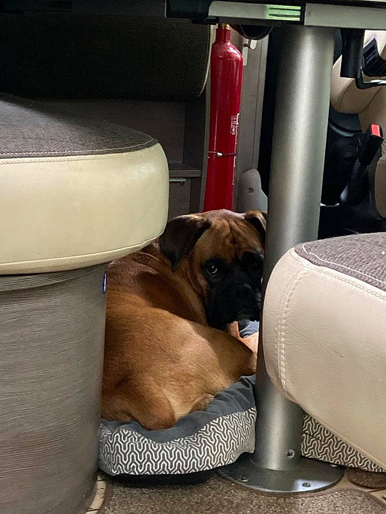 Cooper a rejoint le concours — aidez-le/la à gagner de superbes lots ! auto_part, canidae, car_seat, car_seat_cover, carnivore, chair, club_chair, collar, comfort, companion_dog, couch, dog, dog_breed, dog_collar, dog_supply, fawn, pet_supply, sporting_group, vehicle_door, working_animal