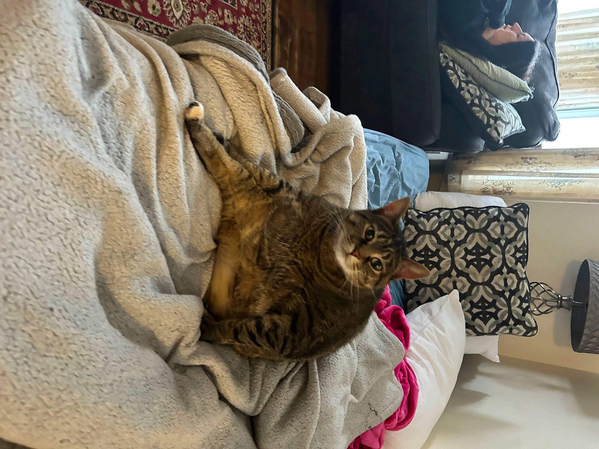 Copper is registered to the contest to win money with this photo: bedding, carnivore, cat, comfort, couch, domestic_short_haired_cat, fawn, felidae, flooring, fur, grey, linens, room, small_to_medium_sized_cats, snout, tail, terrestrial_animal, textile, whiskers, wood