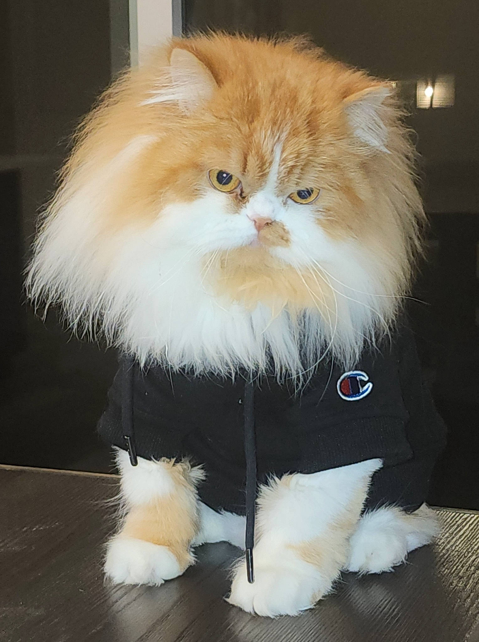 Genesis is registered to the contest to win money with this photo: animal_product, british_longhair, canidae, carnivore, cat, companion_dog, fashion_accessory, felidae, fur, natural_material, sitting, small_to_medium_sized_cats, snout, tail, whiskers, wig