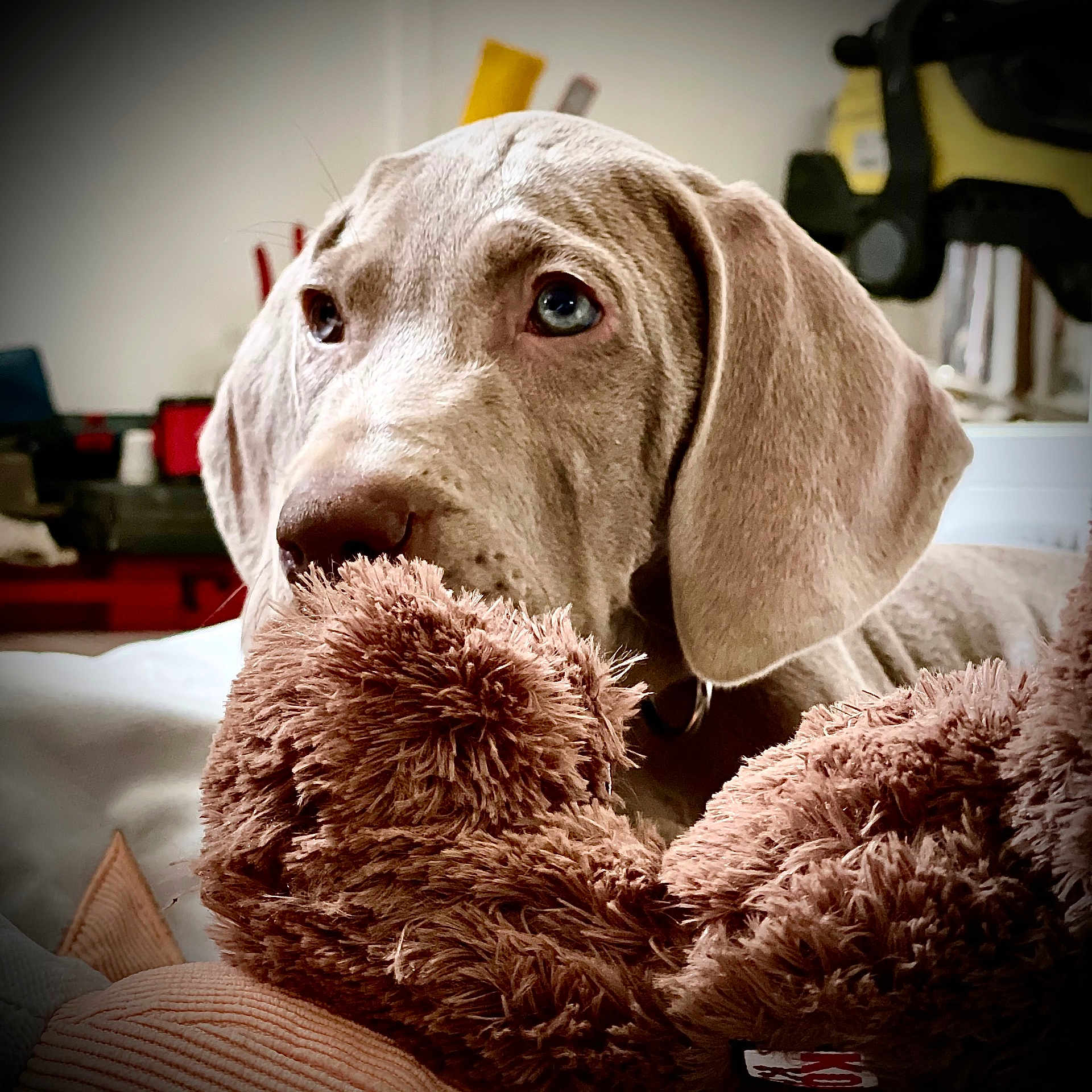 Sherlock participe au concours pour gagner de l'argent avec cette photo : animal, bed, blanket, brown, close_up, companion, cozy, cute, dog, domestic_animal, ears, fur, indoor, looking_away, nose, pet, puppy, soft_texture, stuffed_animal, toy