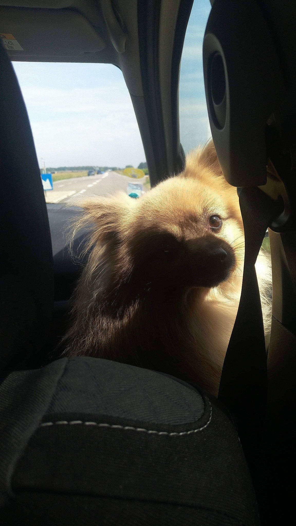 Paulo participe au concours pour gagner de l'argent avec cette photo : canidae, car, car_seat, carnivore, companion_dog, dog, driving, non_sporting_group, pomeranian, spitz, toy_dog, vehicle
