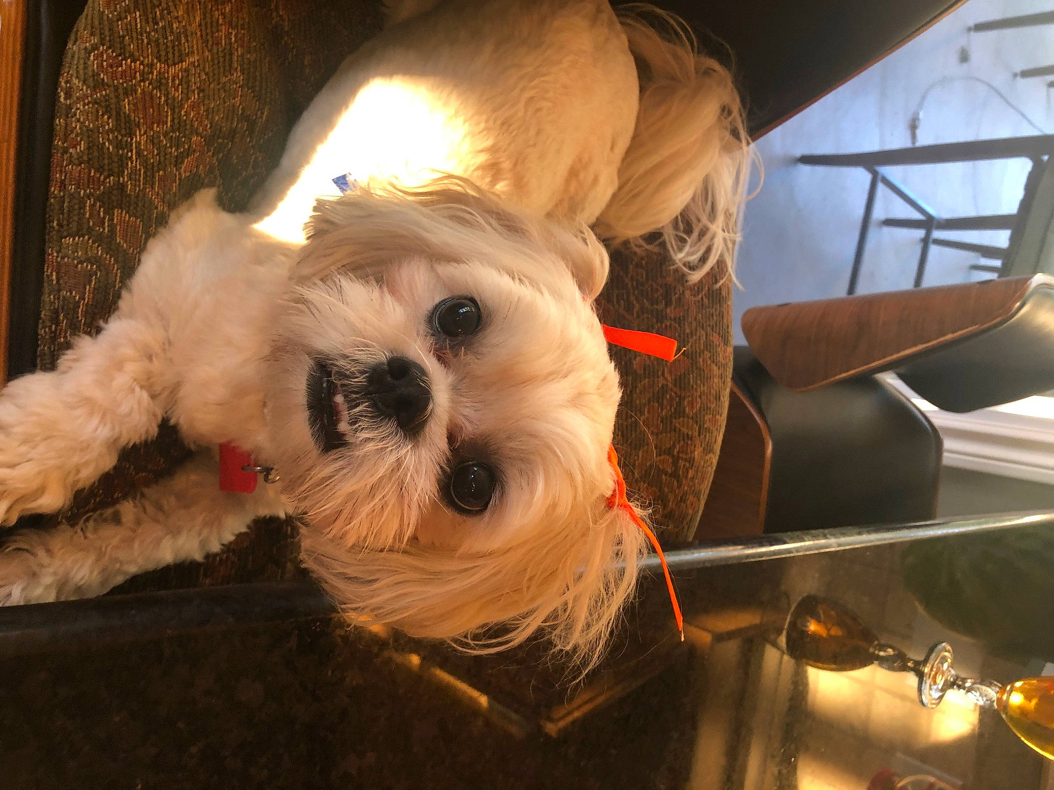Snickers joined the competition — help win amazing prizes! carnivore, companion_dog, dog, dog_breed, dog_clothes, dog_collar, dog_supply, eyewear, fawn, fur, puppy_love, schnauzer, small_terrier, stuffed_toy, sunglasses, tableware, terrier, toy, toy_dog, working_animal