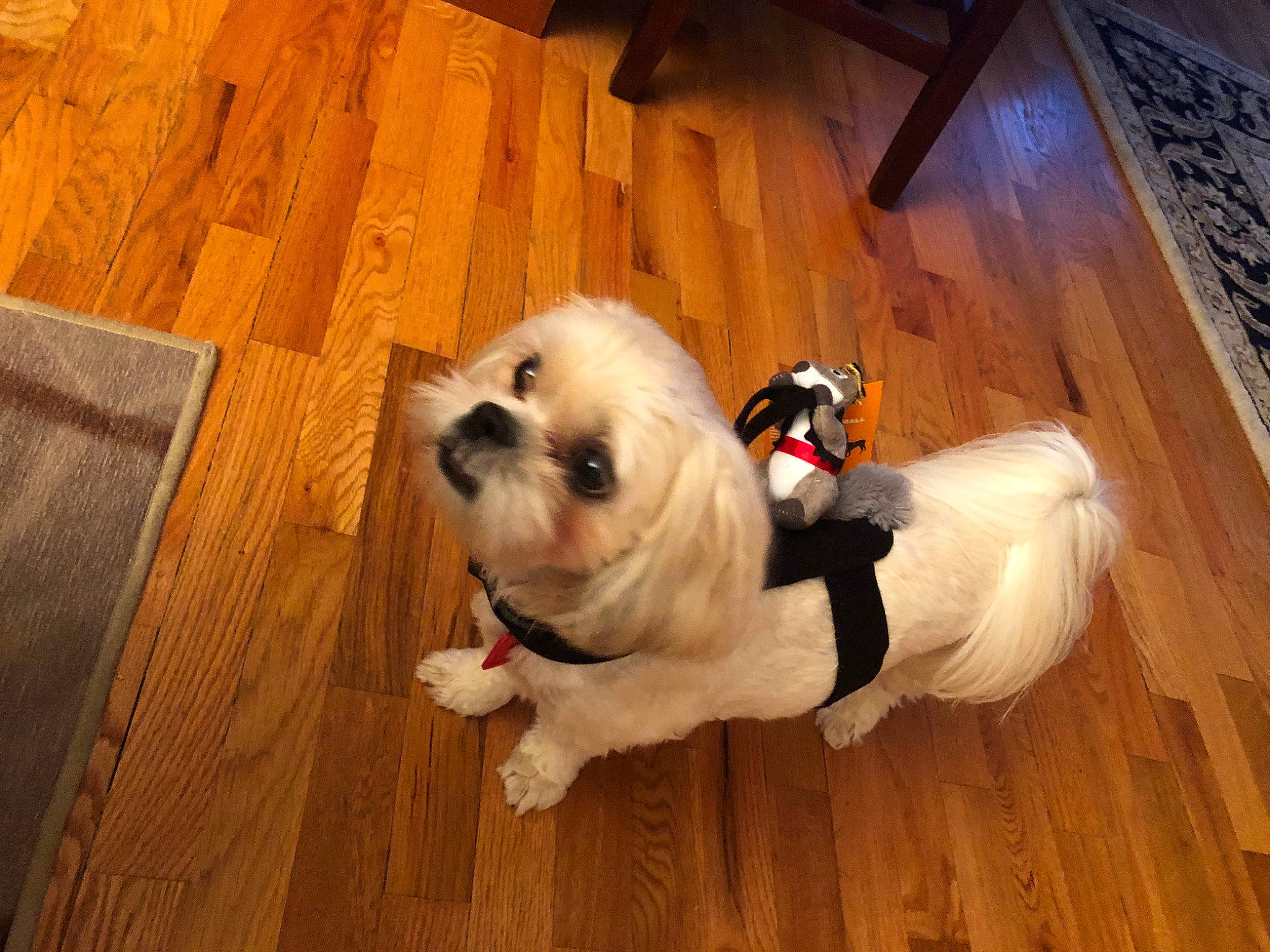 Snickers joined the competition — help win amazing prizes! carnivore, collar, companion_dog, dog, dog_breed, dog_collar, dog_supply, fawn, floor, flooring, hardwood, laminate_flooring, pet_supply, snout, tail, toy_dog, varnish, wood, wood_stain, working_animal