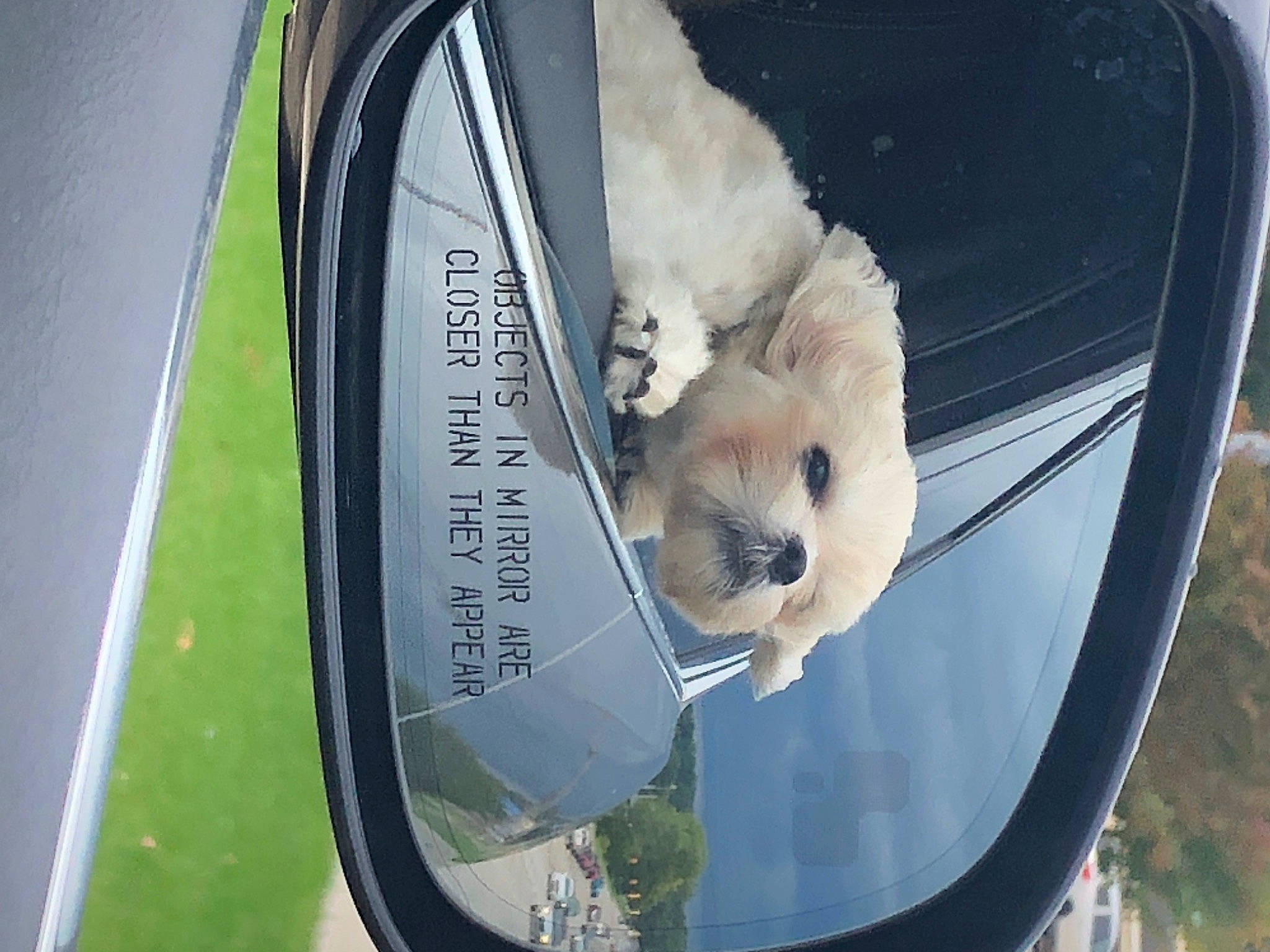 Snickers is registered to the contest to win money with this photo: automotive_exterior, automotive_lighting, automotive_tire, bumper, car, carnivore, dog, fender, hood, motor_vehicle, plant, rim, tire, tree, vehicle, vehicle_door, vehicle_registration_plate, water, window, windscreen_wiper