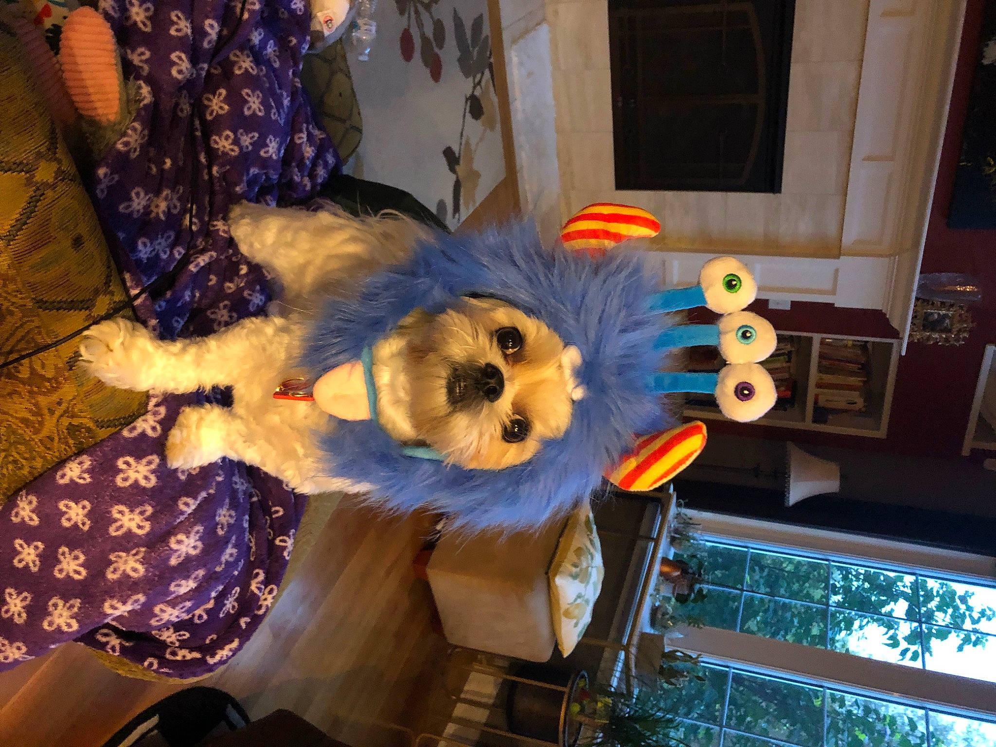 Snickers joined the competition — help win amazing prizes! christmas, christmas_eve, christmas_ornament, companion_dog, dog_breed, event, fawn, fur, hat, holiday, plush, room, stuffed_toy, teddy_bear, toy, tree