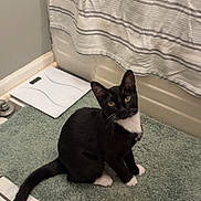 Sylvester joined the competition — help win amazing prizes! animal, bath_mat, bathroom, black_fur, cat, curious, domestic_cat, ears, floor, indoor, looking_up, pet, scale, shower_curtain, sitting, tail, tile_floor, tuxedo_cat, whiskers, white_fur