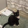 Sylvester