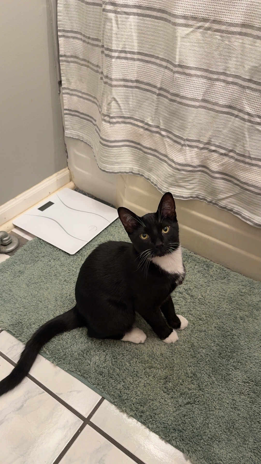 Sylvester