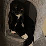 animal, black_and_white, cat, cat_tree, cozy, cubicle, cute, domestic_cat, feline, fur, home, indoor, mammal, paws, pet, relaxed, resting, sitting, tuxedo_cat, whiskers
