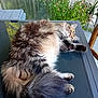 Cracotte a rejoint le concours — aidez-le/la à gagner de superbes lots ! cat, fluffy, relaxed, table, glass, outdoor, plant, flower, greenery, feline, pet, fur, paw, tail, resting, balcony, nature, sunlight, home, peaceful