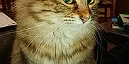 Cracotte participe au concours pour gagner de l'argent avec cette photo : cat, tabby, indoor, feline, fluffy, animal, pet, whiskers, fur, eyes, chair, table, papers, wooden_furniture, domestic, cute, closeup, portrait, mammal, curious