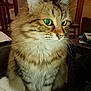cat, tabby, indoor, feline, fluffy, animal, pet, whiskers, fur, eyes, chair, table, papers, wooden_furniture, domestic, cute, closeup, portrait, mammal, curious