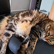 Cracotte participe au concours pour gagner de l'argent avec cette photo : cat, tabby_cat, feline, pet, fur, whiskers, green_eyes, relaxed, lounging, couch, leather, indoor, home, furniture, wood, tail, ears, animal, mammal, resting
