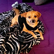 Nacho joined the competition — help win amazing prizes! dog, small_dog, tan_dog, black_sweater, blanket, zebra_pattern, purple_surface, pet, animal, indoor, cozy, fur, tail, looking, resting, cute, companion, domestic_animal, laying_down, soft_texture
