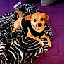 dog, small_dog, tan_dog, black_sweater, blanket, zebra_pattern, purple_surface, pet, animal, indoor, cozy, fur, tail, looking, resting, cute, companion, domestic_animal, laying_down, soft_texture