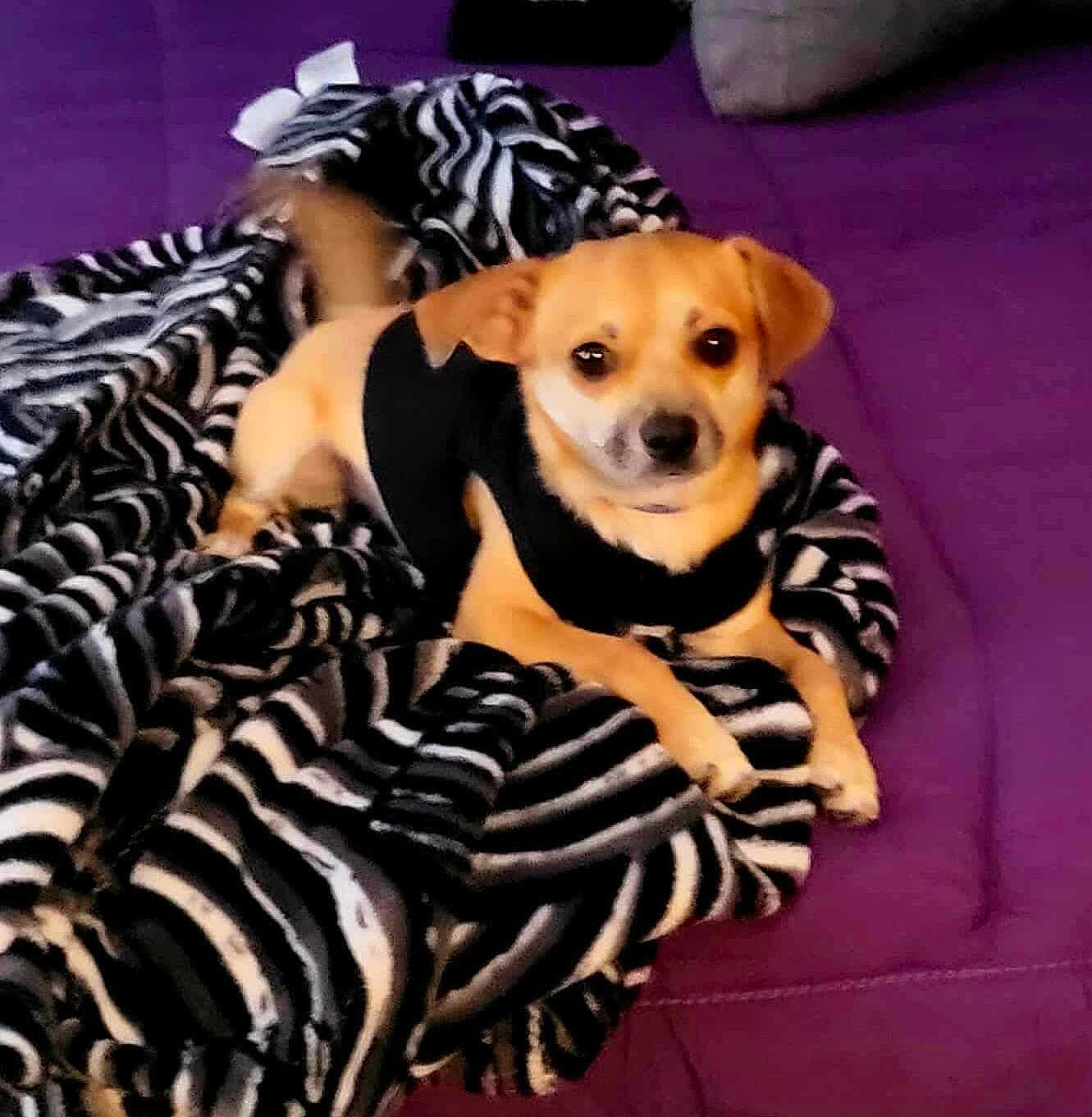 Nacho joined the competition — help win amazing prizes! dog, small_dog, tan_dog, black_sweater, blanket, zebra_pattern, purple_surface, pet, animal, indoor, cozy, fur, tail, looking, resting, cute, companion, domestic_animal, laying_down, soft_texture