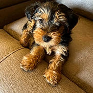 Butter Cup is registered to the contest to win money with this photo: dog, puppy, yorkshire_terrier, pet, cute, fluffy, fur, brown, black, portrait, indoor, sofa, couch, close_up, small_dog, paw, whiskers, nose, eyes, relaxed