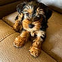 dog, puppy, yorkshire_terrier, pet, cute, fluffy, fur, brown, black, portrait, indoor, sofa, couch, close_up, small_dog, paw, whiskers, nose, eyes, relaxed