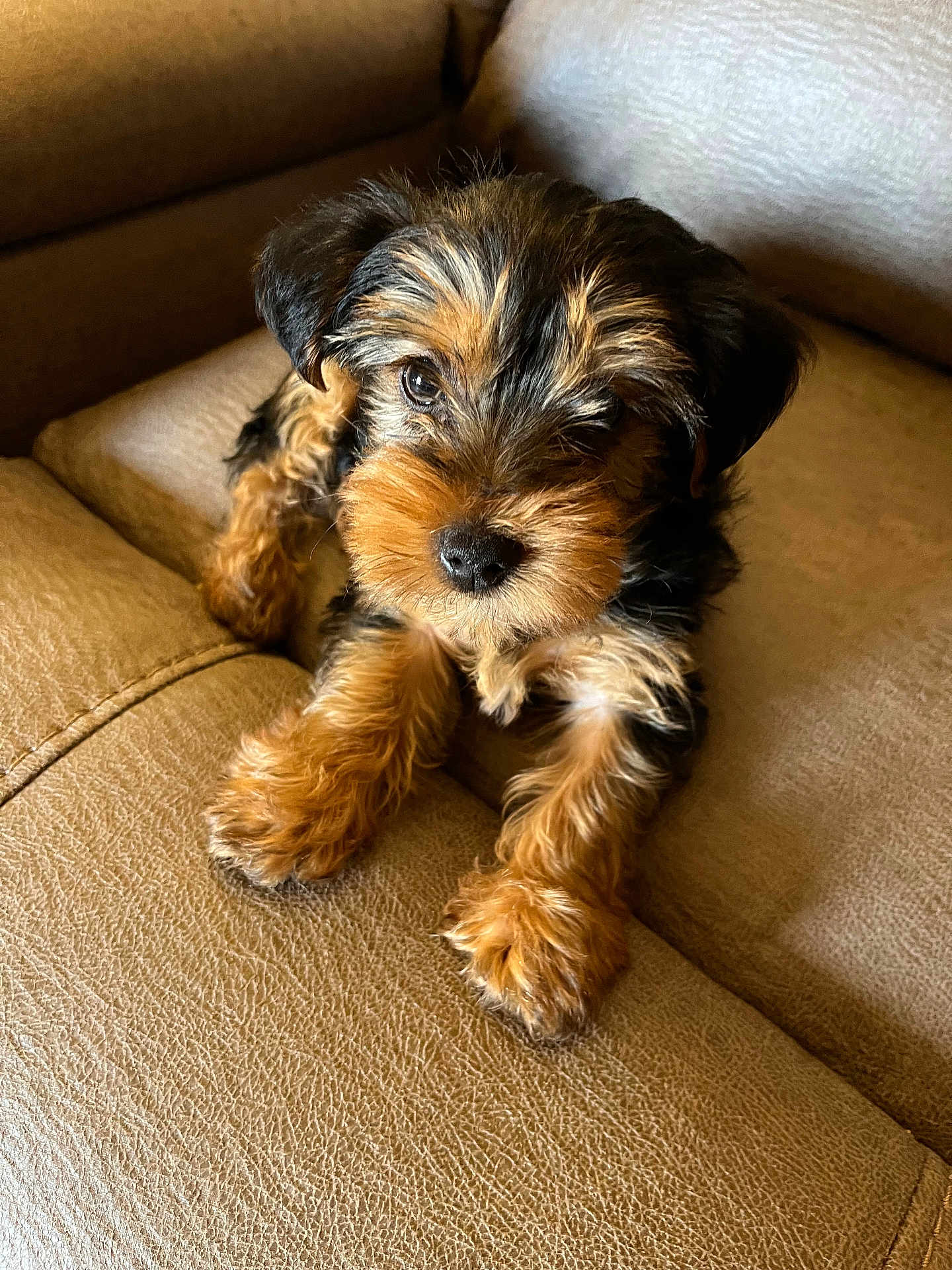Butter Cup is registered to the contest to win money with this photo: dog, puppy, yorkshire_terrier, pet, cute, fluffy, fur, brown, black, portrait, indoor, sofa, couch, close_up, small_dog, paw, whiskers, nose, eyes, relaxed