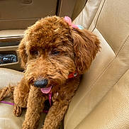 Tracy Thompson is registered to the contest to win money with this photo: accessories, airedale, animal, belt, canine, car, car_interior, carseat, cockerspaniel, couch, cushion, dog, furniture, homedecor, pet, poodle, puppy, terrier, transportation, vehicle