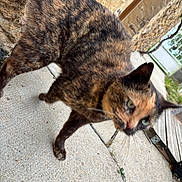 Pistache participe au concours pour gagner de l'argent avec cette photo : cat, tortoiseshell, outdoor, sidewalk, concrete, stone_wall, animal, pet, walking, fur, whiskers, ear, green_eyes, nature, daylight, curious, mammal, urban, closeup, movement