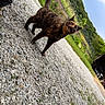 Pistache participe au concours pour gagner de l'argent avec cette photo : cat, tortoiseshell, gravel, outdoor, garden, greenery, sky, blue_sky, fence, plants, flower_bed, curious, animal, pet, nature, daylight, walking, alert, tail, ears