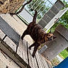 Pistache participe au concours pour gagner de l'argent avec cette photo : cat, tortoiseshell_cat, wooden_ramp, stone_wall, gate, outdoor, garden, trash_bin, blue_container, greenery, curious, alert, animal, pet, daylight, sidewalk, metal_gate, nature, feline, playful