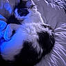 cat, sleeping, bed, blanket, fur, indoor, cozy, animal, pet, white, black, curled_up, resting, soft_light, feline, quiet, cushion, peaceful, domestic, relaxation