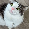 cat, green_eyes, fluffy, white_fur, gray_fur, pet, domestic_cat, flooring, indoor, whiskers, pink_nose, curious, looking_up, collar, animal, cute, feline, portrait, soft_fur, close_up