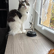 Yamato a rejoint le concours — aidez-le/la à gagner de superbes lots ! cat, feline, pet, window, curtain, wooden_surface, indoor, green_eyes, fluffy, black_and_white, desk_toy, natural_light, sitting, decor, home, animal, fur, looking, still_life, quiet