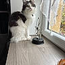 cat, feline, pet, window, curtain, wooden_surface, indoor, green_eyes, fluffy, black_and_white, desk_toy, natural_light, sitting, decor, home, animal, fur, looking, still_life, quiet