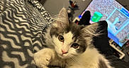 Yamato participe au concours pour gagner de l'argent avec cette photo : kitten, cat, pet, indoor, blanket, pattern, cozy, relaxing, yellow_eyes, fur, paw, whiskers, face, television, feet, living_room, couch, home, soft, cute