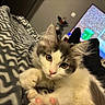 kitten, cat, pet, indoor, blanket, pattern, cozy, relaxing, yellow_eyes, fur, paw, whiskers, face, television, feet, living_room, couch, home, soft, cute
