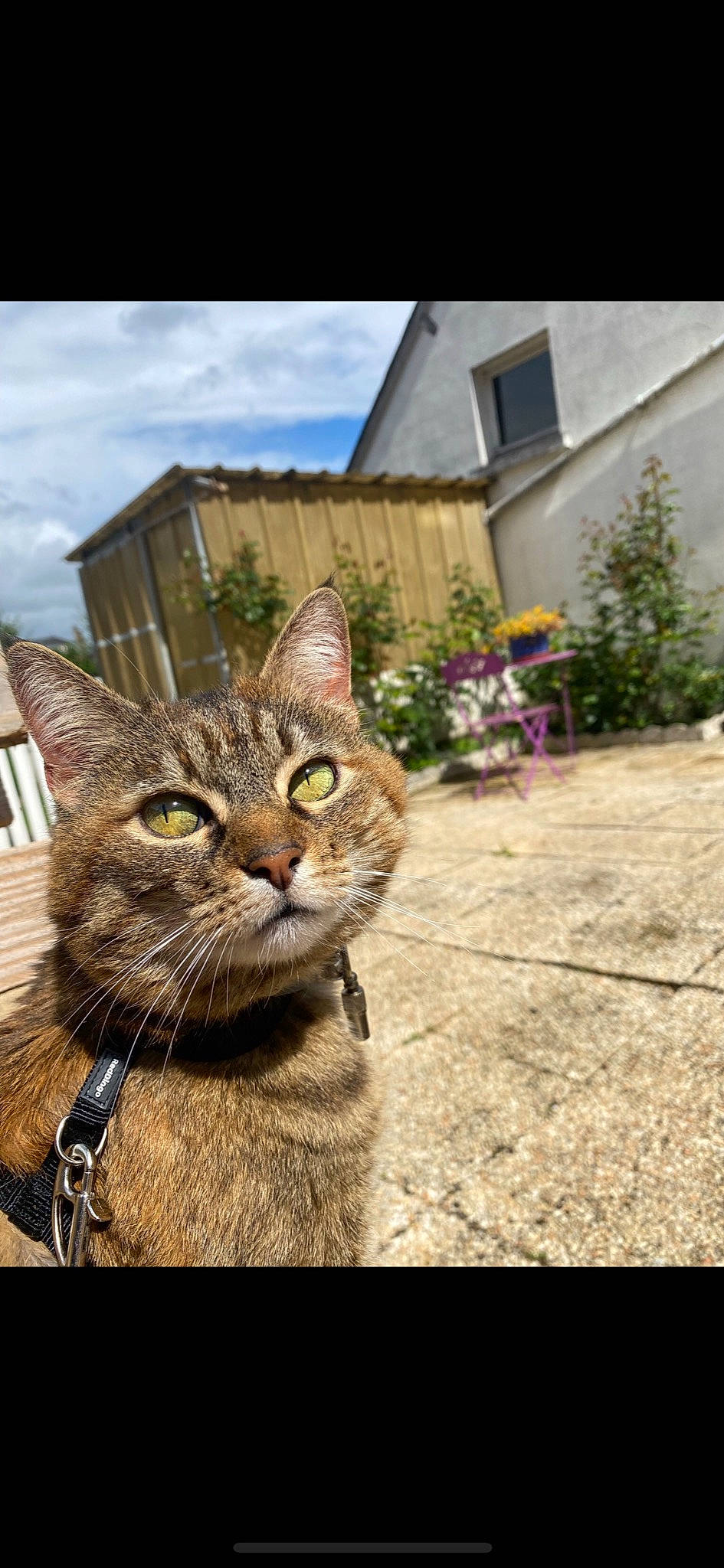 Biscotte a rejoint le concours — aidez-le/la à gagner de superbes lots ! building, carnivore, cat, cloud, domestic_short_haired_cat, felidae, fur, grass, plant, road, road_surface, sky, small_to_medium_sized_cats, snout, street, terrestrial_animal, tree, whiskers, wildlife, window