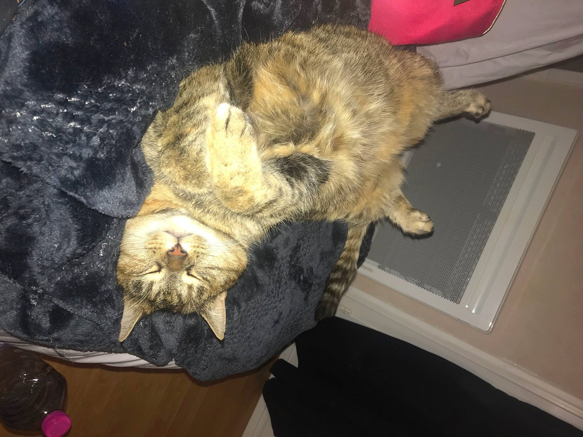 Biscotte a rejoint le concours — aidez-le/la à gagner de superbes lots ! canidae, carnivore, cat, claw, companion_dog, dog_breed, domestic_short_haired_cat, felidae, fur, nap, paw, small_to_medium_sized_cats, snout, sporting_group, tail, whiskers