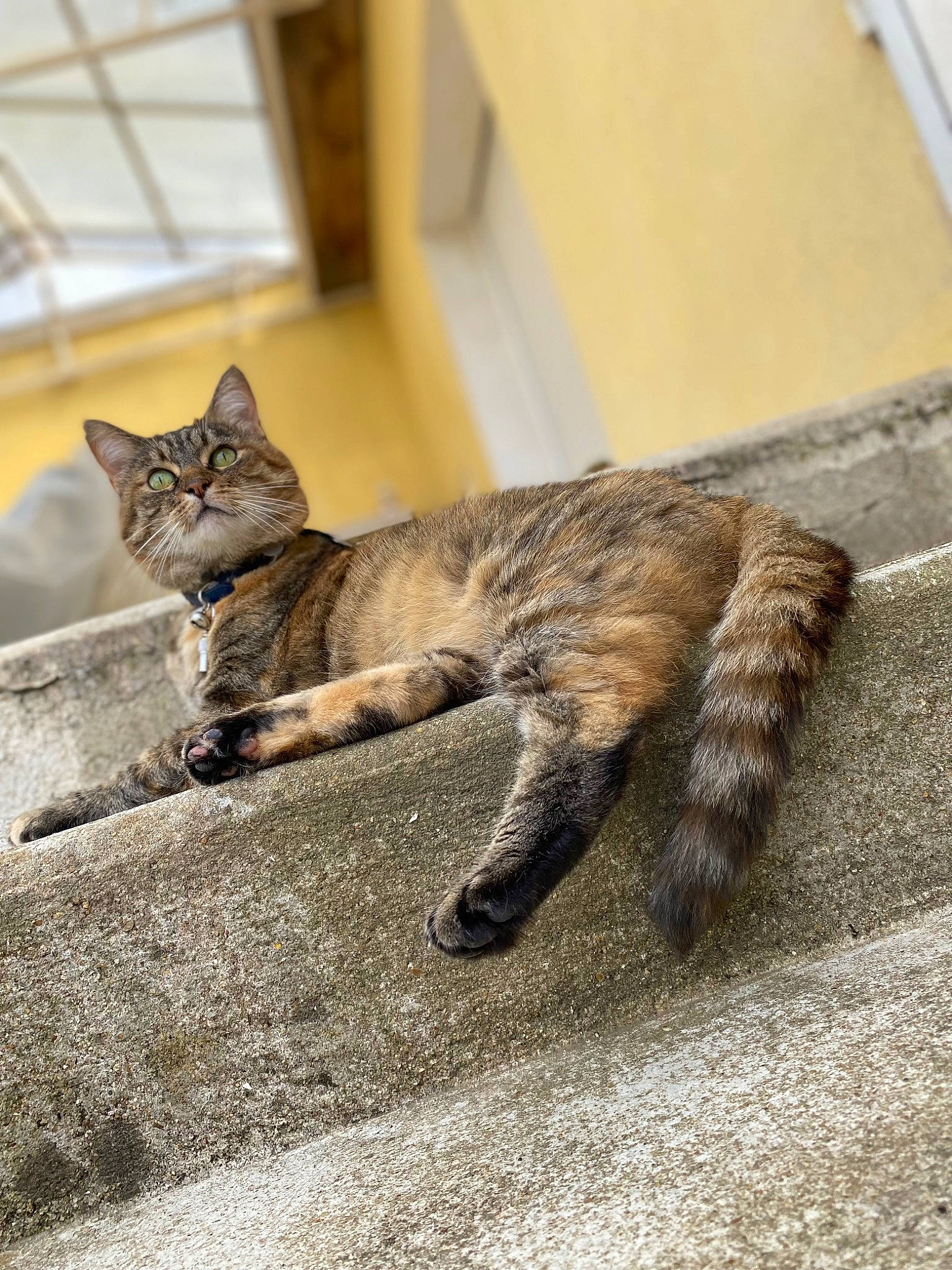 Biscotte participe au concours pour gagner de l'argent avec cette photo : carnivore, cat, claw, domestic_short_haired_cat, felidae, flooring, foot, fur, human_leg, mammal, paw, sitting, small_to_medium_sized_cats, tail, terrestrial_animal, vertebrate, whiskers, wildlife, window, wood