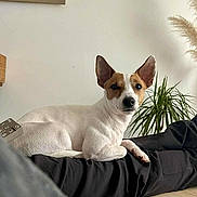 Sya participe au concours pour gagner de l'argent avec cette photo : animal, black_cushion, brown_spot, companion, couch, dog, ears_up, furniture, green_plant, home_interior, indoor, looking_at_camera, minimalistic, pet, plant, relaxed, resting, small_dog, white_dog, wooden_table