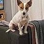 Sya participe au concours pour gagner de l'argent avec cette photo : animal, blanket, brown_fur, canine, couch, curtains, dog, domestic, ears, furniture, indoor, living_room, looking_at_camera, pet, pet_portrait, sitting, small_dog, television, white_fur, wooden_furniture