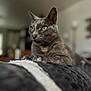 animal, blanket, calm, cat, close_up, cozy, cute, domestic, feline, fur, gray_cat, indoor, mammal, pet, portrait, relaxed, resting, soft_focus, whiskers, yellow_eyes
