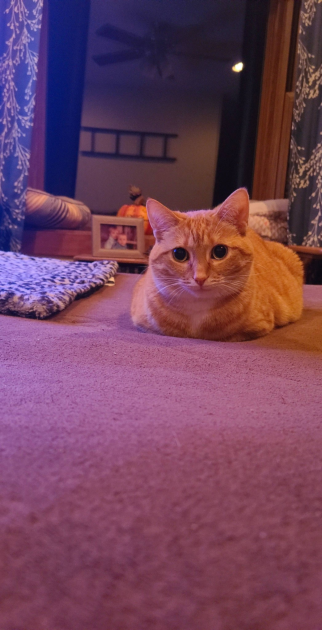 Izabelle joined the competition — help win amazing prizes! carnivore, cat, comfort, curtain, domestic_short_haired_cat, fawn, felidae, floor, flooring, fur, hardwood, linens, purple, room, small_to_medium_sized_cats, snout, tail, whiskers, window, wood