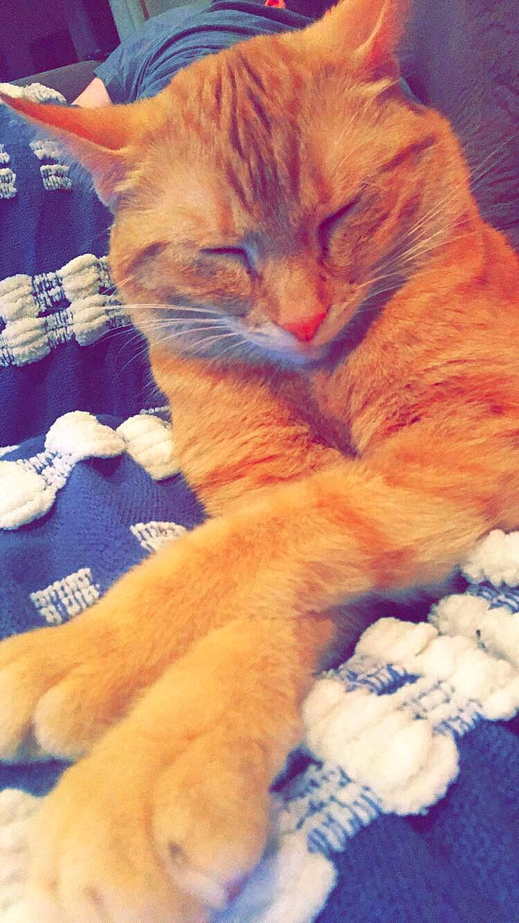 Izabelle joined the competition — help win amazing prizes! carnivore, cat, claw, comfort, domestic_short_haired_cat, ear, electric_blue, fawn, felidae, foot, fur, gesture, nap, paw, plant, small_to_medium_sized_cats, snout, tail, textile, whiskers