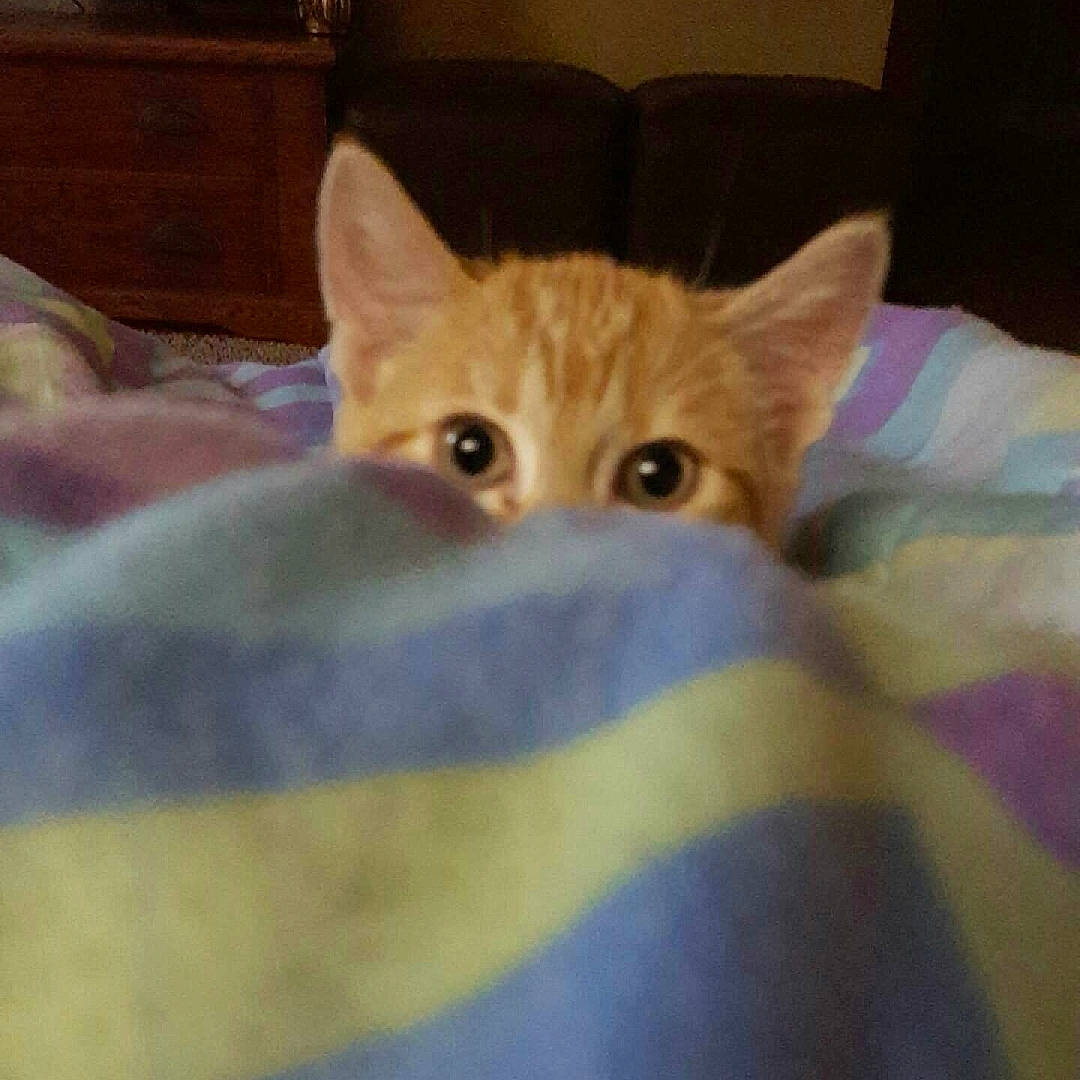 Izabelle joined the competition — help win amazing prizes! carnivore, cat, comfort, couch, domestic_short_haired_cat, electric_blue, fawn, felidae, fur, iris, paw, sitting, small_to_medium_sized_cats, snout, tail, whiskers, wood