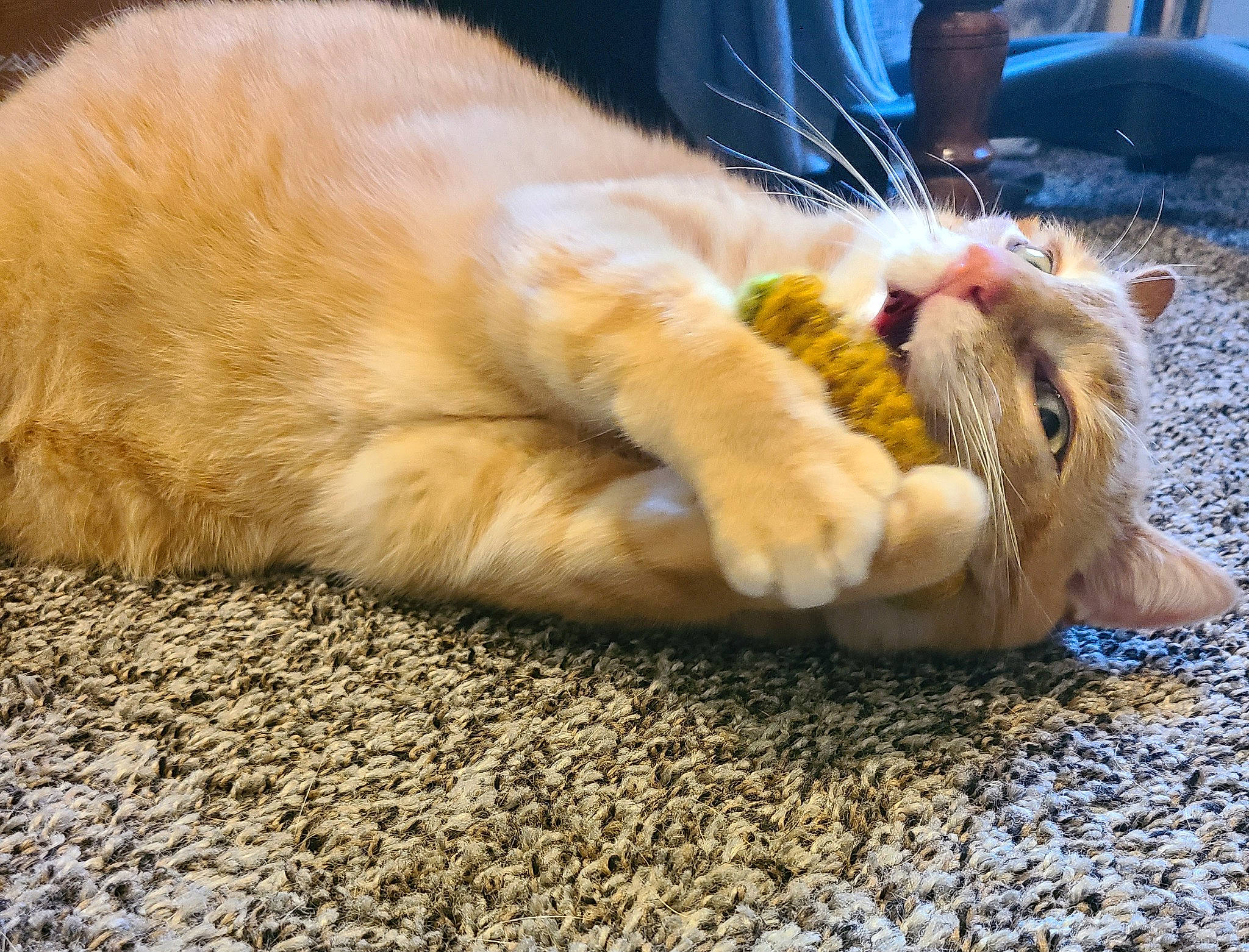 Izabelle joined the competition — help win amazing prizes! canidae, carnivore, cat, claw, comfort, domestic_short_haired_cat, fawn, felidae, foot, fur, human_leg, nap, paw, sleep, small_to_medium_sized_cats, snout, tail, terrestrial_animal, whiskers, wildlife