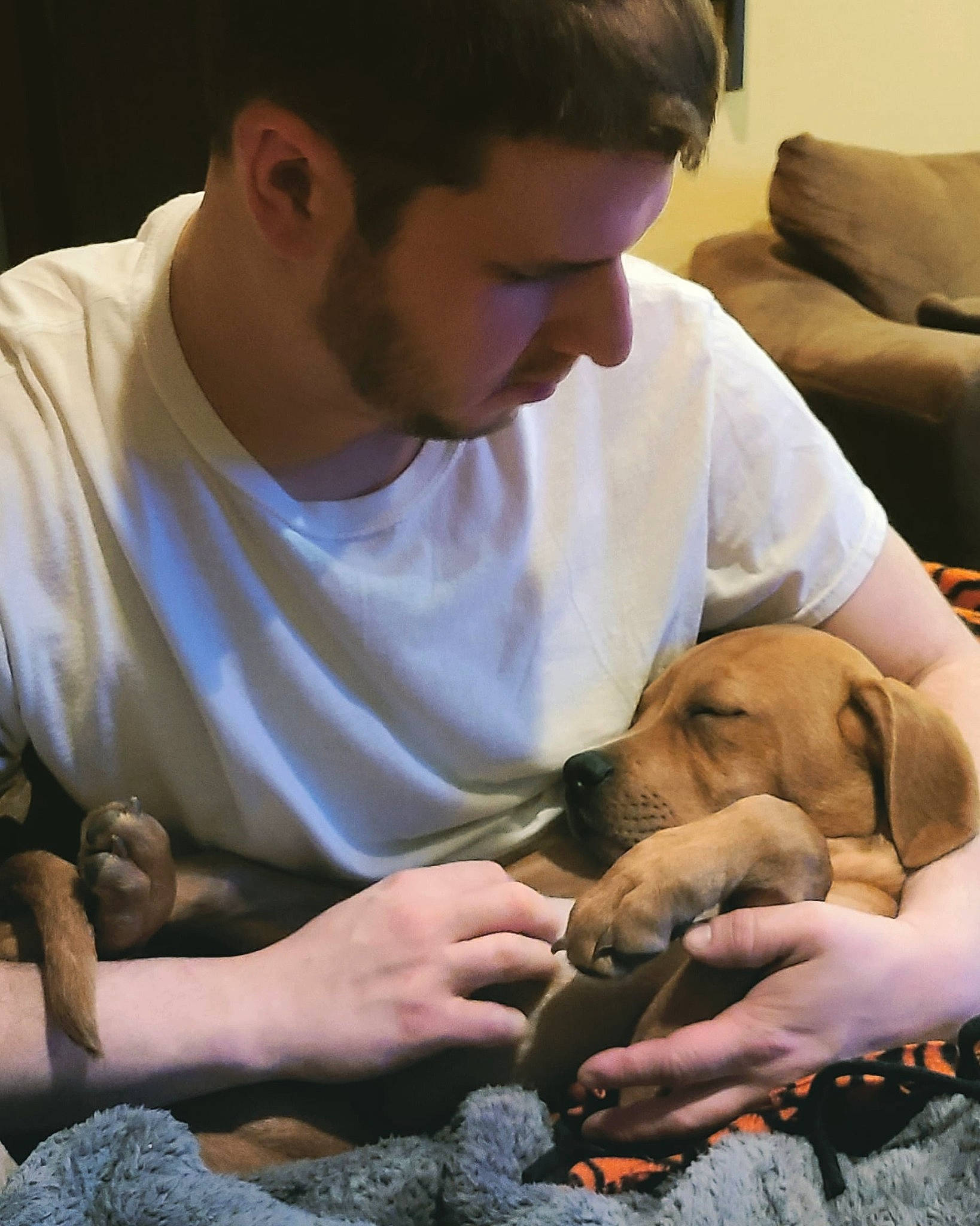 Frank is registered to the contest to win money with this photo: comfort, companion_dog, dog, dog_breed, ear, elbow, fawn, fur, hand, happy, head, sitting, t_shirt, veterinarian, working_animal